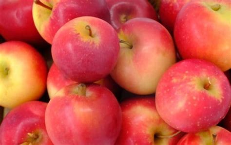 what apples are similar to rome apples